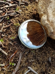 Russula erumpens