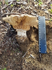 Russula erumpens