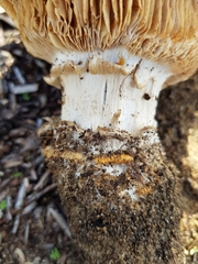 Russula erumpens