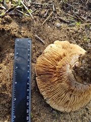 Russula erumpens
