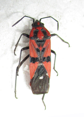 Spilostethus macilentus