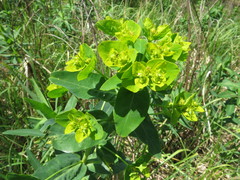 Euphorbia lucida