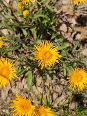 Pentanema montanum