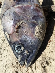Thunnus