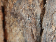 Argiope ocyaloides