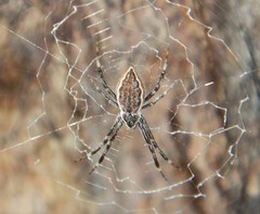 Argiope ocyaloides