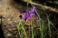 Iris hartwegii australis