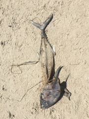 Thunnus