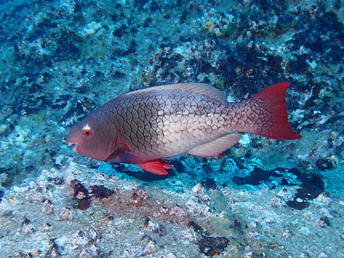 Redlip Parrotfish
