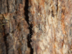 Argiope ocyaloides