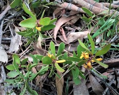 Persoonia marginata