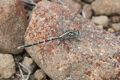 Yellow-striped Hunter