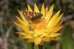 Chrysolarentia chrysocyma