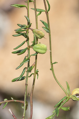 Tetratheca procumbens