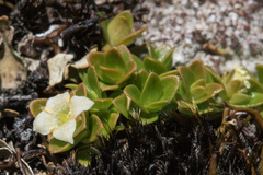 Schizacme montana