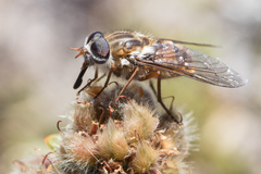 Scaptia jacksonii