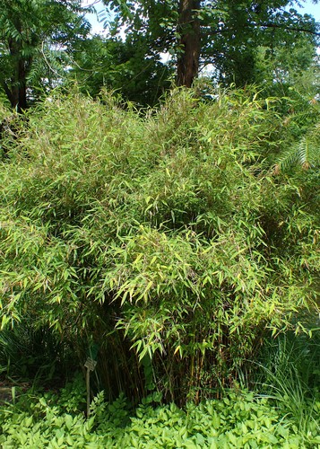 Chinese fountain-bamboo (Fargesia spathacea)