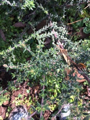 Prostanthera stricta