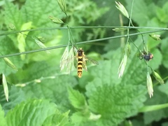 Sphaerophoria scripta