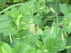 Sphaerophoria scripta