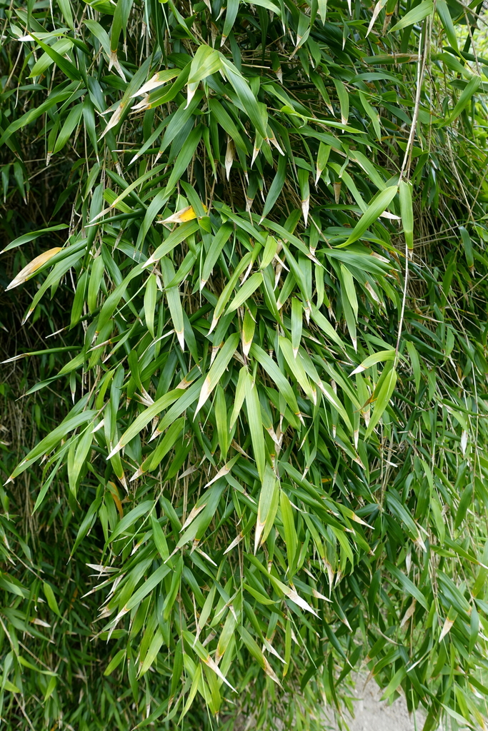 Indian Fountain-bamboo
