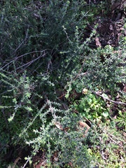 Prostanthera stricta