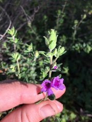 Prostanthera stricta