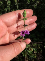 Prostanthera stricta