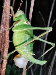 Barbitistes fischeri