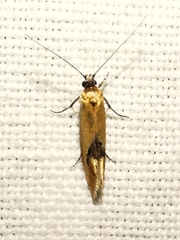 Batia lunaris