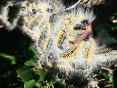 Bombycomorpha bifascia