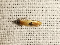 Batia lunaris