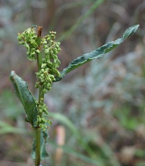 Rumex patientia orientalis