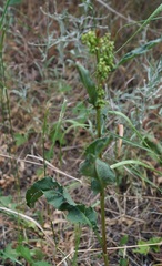 Rumex patientia orientalis