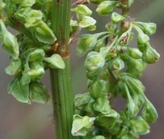 Rumex patientia orientalis
