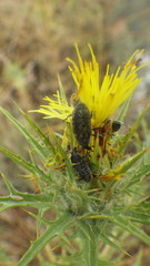 Larinus carlinae