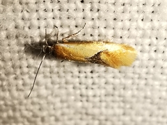 Batia lunaris