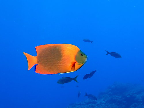 Clarión Angelfish