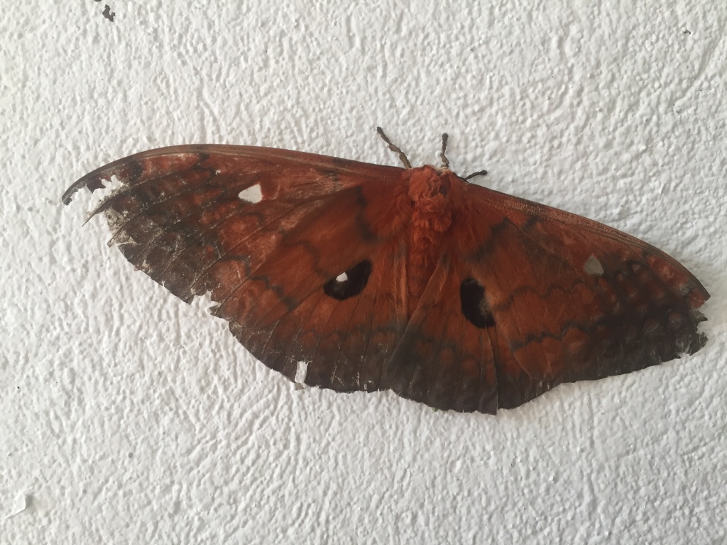 Pseudobunaea cyrene