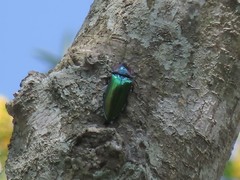 Campsosternus watanabei