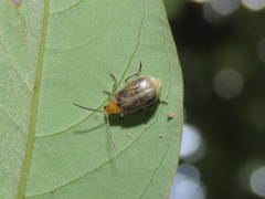 Paridea testacea