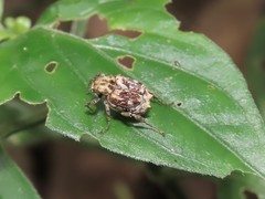 Dasyvalgus formosanus