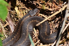 Vipera seoanei