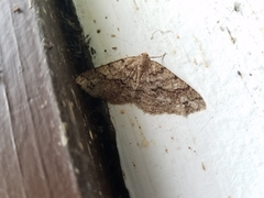 Melanolophia imitata