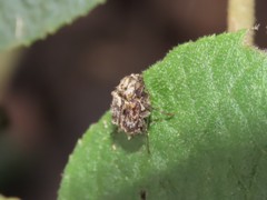 Dasyvalgus formosanus