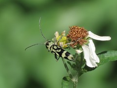 Chlorophorus miwai