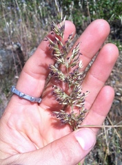 Calamagrostis ophitidis
