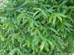 Phaleria macrocarpa