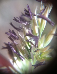 Calamagrostis ophitidis