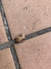 Eurygaster austriaca